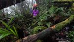 Menembus Lebatnya Hutan, Petualangan ke Jantung Borneo