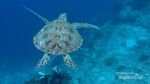 Menemukan Arti dari Surga di Pulau Maratua