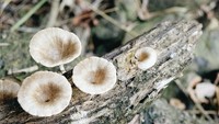 Berbagai tumbuhan liar yang tumbuh di Coban Nirwana