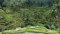 Hijaunya menyegarkan mata