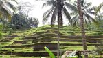 Menenangkan Pikiran di Bali, Ubud Tempatnya