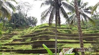 Sawah bertingkat yang cantik