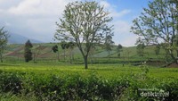 Pohon yang jarang di Desa Tarumajaya