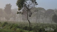 Pagi berkabut di Desa Tarumajaya
