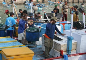 Menengok Hasil Melaut Nelayan di Pantai Sadeng, Gunungkidul