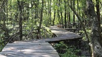 Kawasan Konservasi Mangrove dan Bekantan