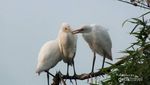 Menengok Surga Terakhir Kawanan Burung Blekok di Bandung