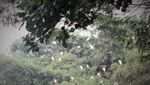 Menengok Surga Terakhir Kawanan Burung Blekok di Bandung