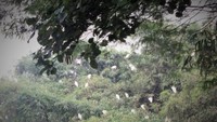 Ratusan burung blekok di Rancabayawak