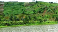penampakan ladang pertanian di tepi bukit