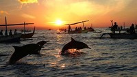 Lumba-lumba lovina (sumber: melancongkebali.blogspot.com)
