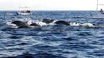 Mengarungi Laut Lovina di Bali Bersama Lumba-lumba