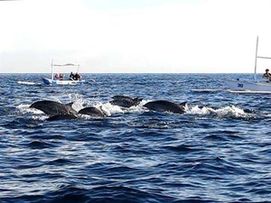 Mengarungi Laut Lovina di Bali Bersama Lumba-lumba