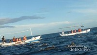 Mengejar lumba-lumba ini tidak gampang saking gesitnya