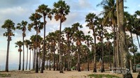 Banyak pohon lontar di Pantai Lasiana