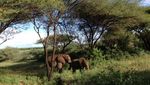 Mengembara di Alam Liar Afrika, Seru Banget!
