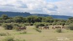 Mengembara di Alam Liar Afrika, Seru Banget!