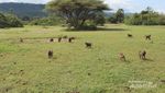 Mengembara di Alam Liar Afrika, Seru Banget!