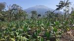 Mengenal Festival Kampung di Kaki Gunung Sumbing