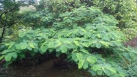 rawa mangrove hijau yang menyegarkan mata