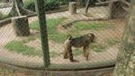 Mengenal Primata Lebih Dekat di Schmutzer Ragunan