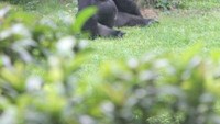 Gorila yang pemalu