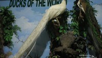 Burung Merak Putih dan Merak Hijau