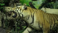 Harimau