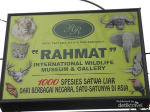 Mengenal Satwa di Museum dan Galeri Rahmat Medan