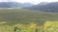 Sawah Lingko di sekelilingi hijaunya perbukitan