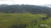 Sawah Lingko sudah menjadi tradisi sejak jaman penjajahan Belanda