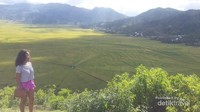 Cantiknya hamparan sawah laba-laba