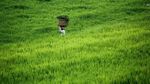 Mengenal Subak dan Hijaunya Sawah di Jatiluwih, Bali