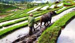 Mengenal Subak dan Hijaunya Sawah di Jatiluwih, Bali