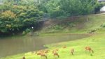 Mengenal Taman Rusa Abadi di Nara, Jepang