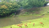 Keliahatan rusa-rusa ini hidup bebas dan damai.