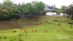 Mengenal Taman Rusa Abadi di Nara, Jepang