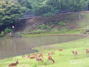 Mengenal Taman Rusa Abadi di Nara, Jepang