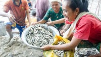 Ikan lompa