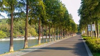 Jalan-jalan diapit pepohonan hijau rimbun di tepi danau East Lake