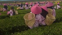 Persiapan petik teh massal