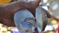 Penampakan kalandue setelah dikeluarkan dari kerang yang menjadi rumahnya. Kalandue mempunyai nama latin Bivaldio sebagai penghuni hutan mangrove Teluk Kendari