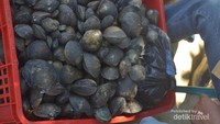 inilah penampakan kalandue, kerang khas Kendari ini banyak dijumpai di sekitar Teluk Kendari dan merupakan makanan favorit masyarakat Kendari