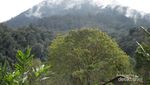 Mengenang Gunung Sinabung Pasca Erupsi