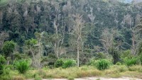Pasca erupsi, banyak pohon yang mati disekitarnya