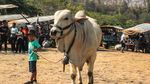 Mengenang Serunya Festival Gerobak Sapi di Prambanan