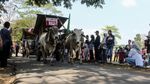 Mengenang Serunya Festival Gerobak Sapi di Prambanan