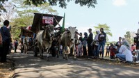 Antusiasme pengunjung menonton pawai gerobak sapi.