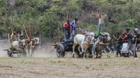 Balapan gerobak sapi yang menegangkan.