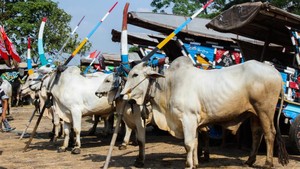 Mengenang Serunya Festival Gerobak Sapi di Prambanan